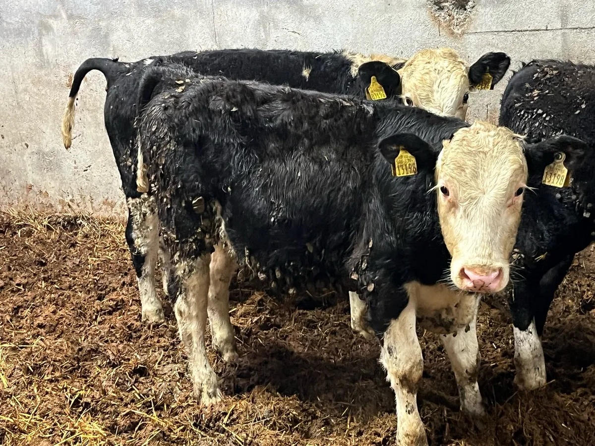 Super Hereford Bull Weanlings - Image 1