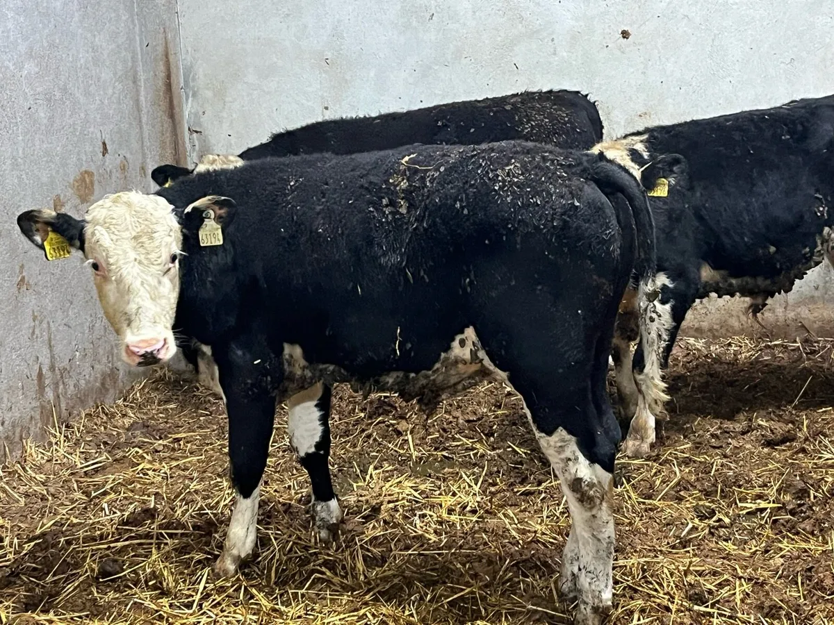 Super Hereford Bull Weanlings - Image 2