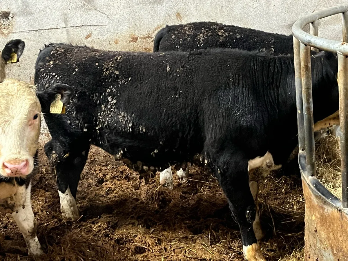 Super Hereford Bull Weanlings - Image 3
