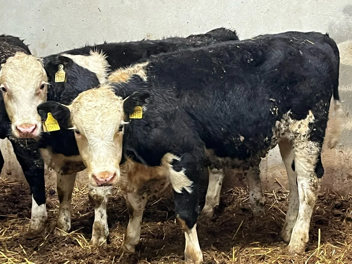 Super Hereford Bull Weanlings - Image 4