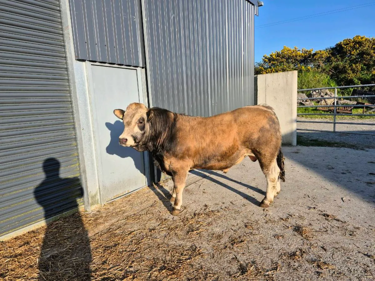 PBR AUBRAC BULLS - Image 1