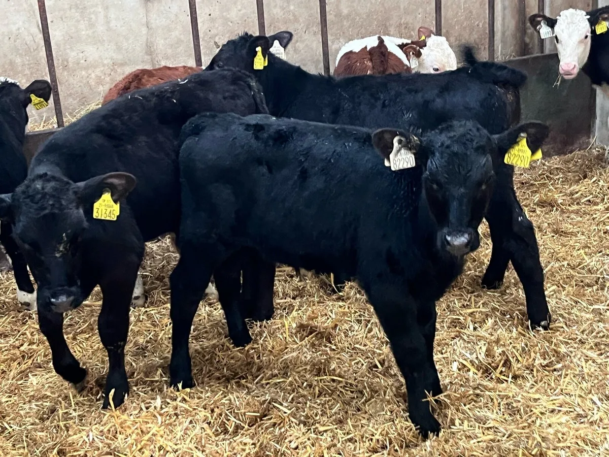 SERIOUS AA HE BULL CALVES - Image 1