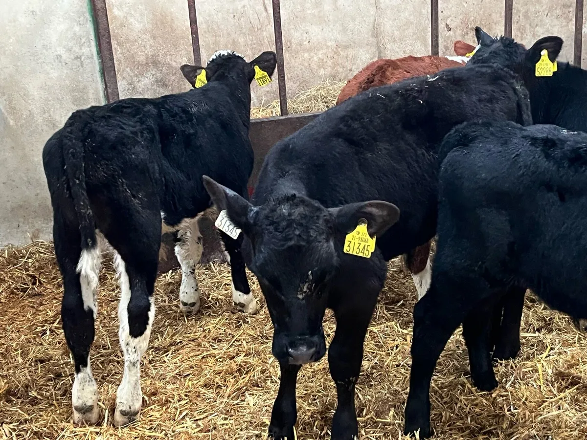 SERIOUS AA HE BULL CALVES - Image 2