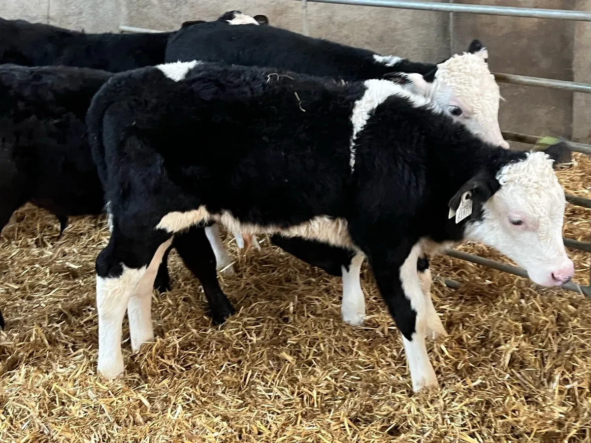 SERIOUS AA HE BULL CALVES - Image 3