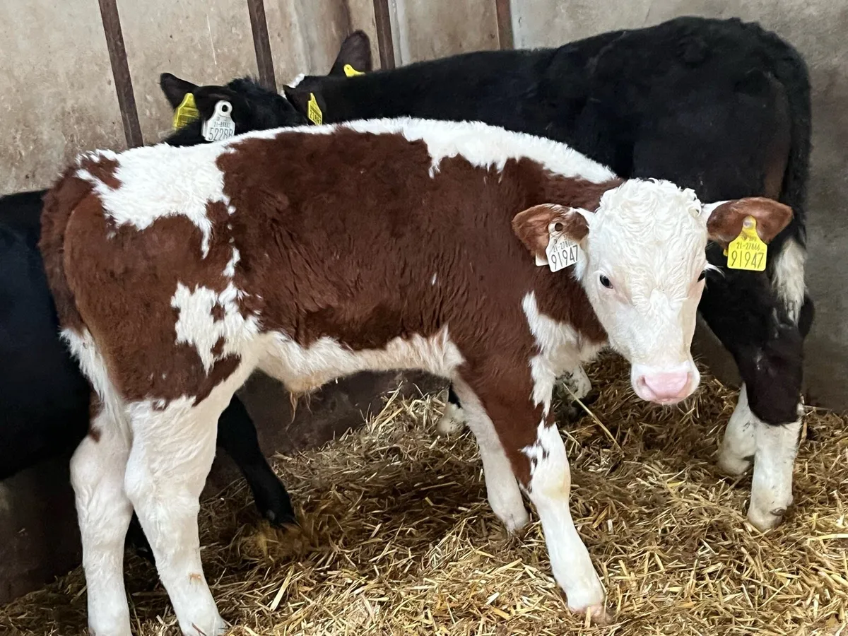 SERIOUS AA HE BULL CALVES - Image 4