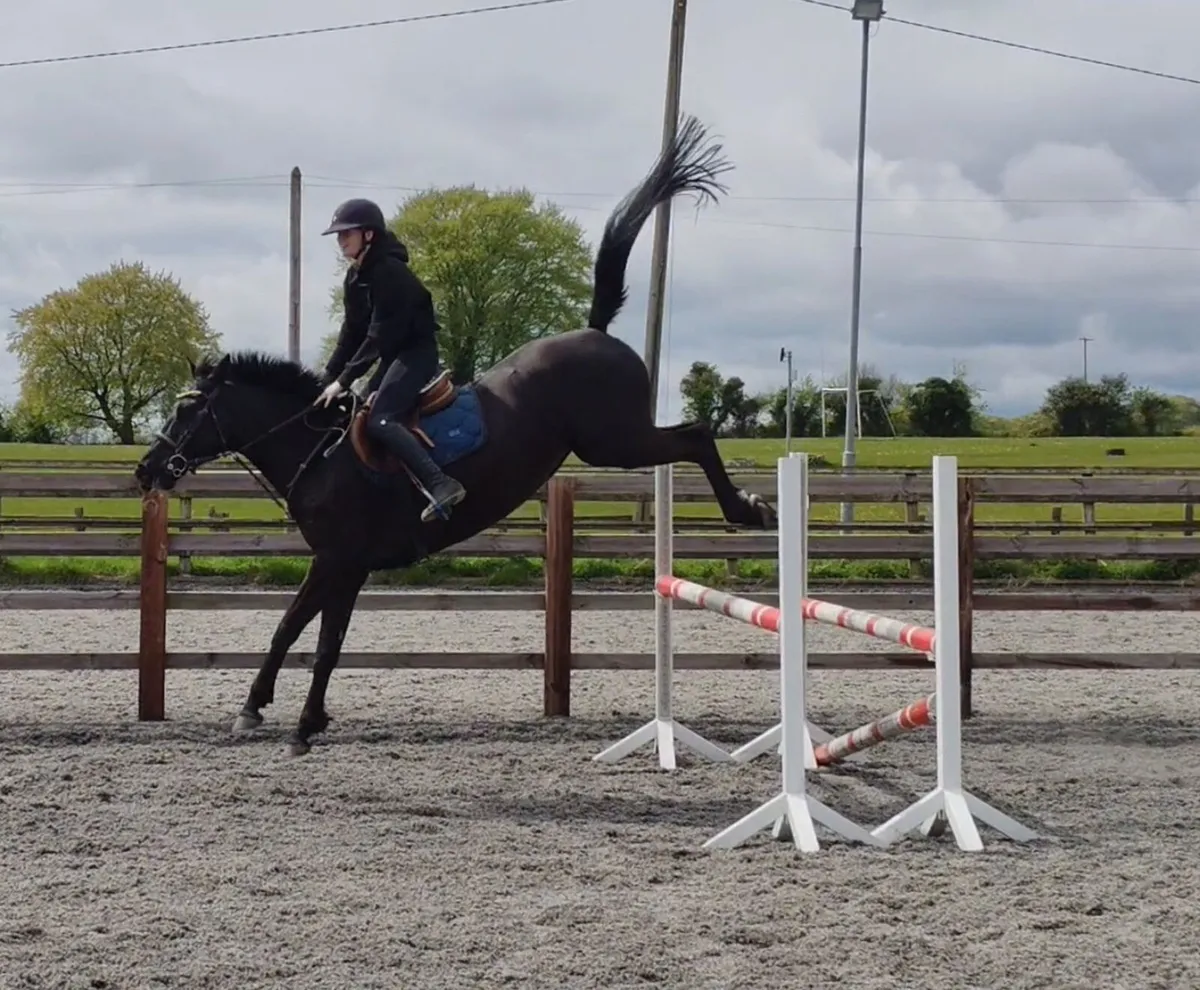 Super 15.3 6yr old - Image 1
