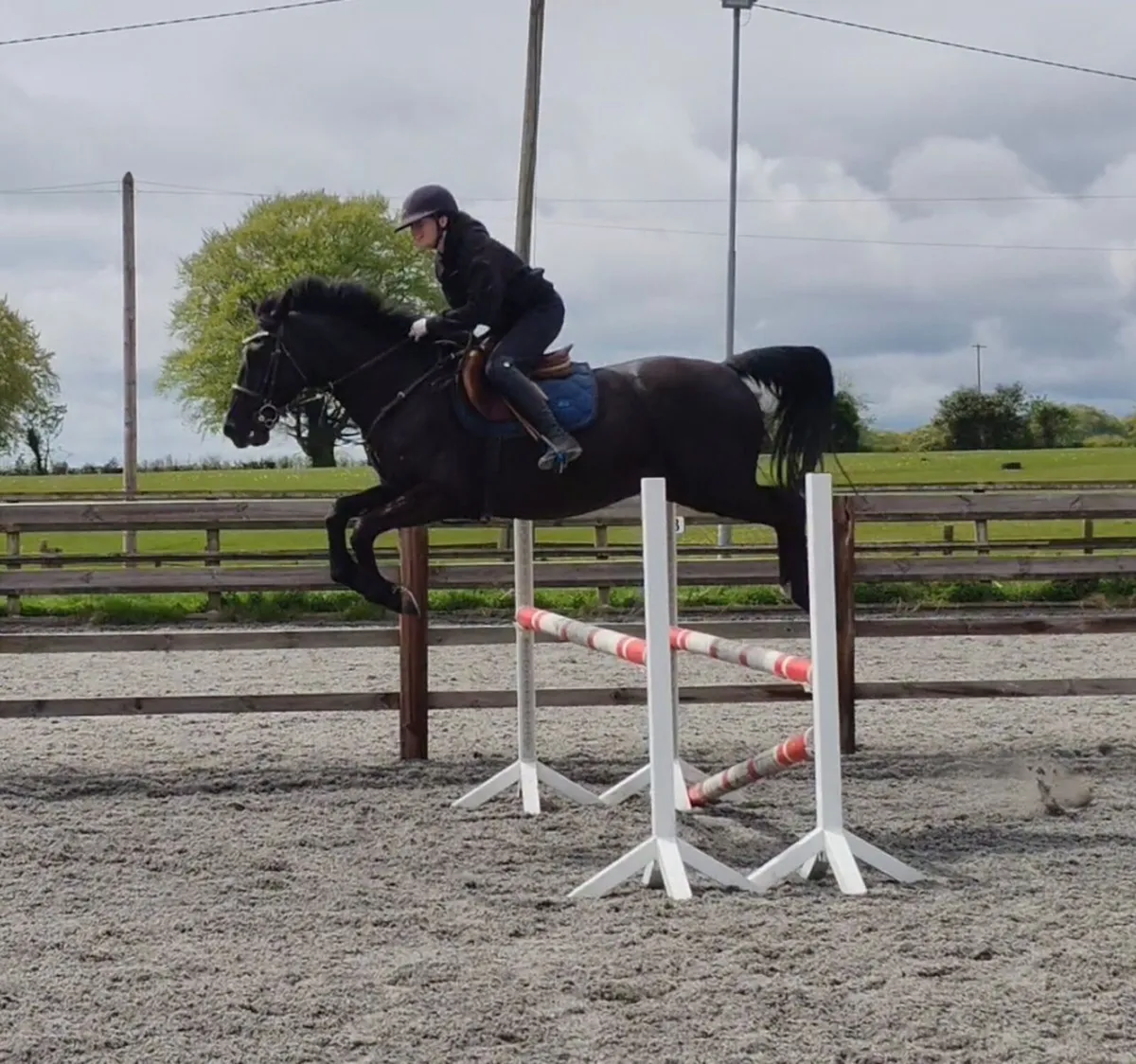 Super 15.3 6yr old - Image 2
