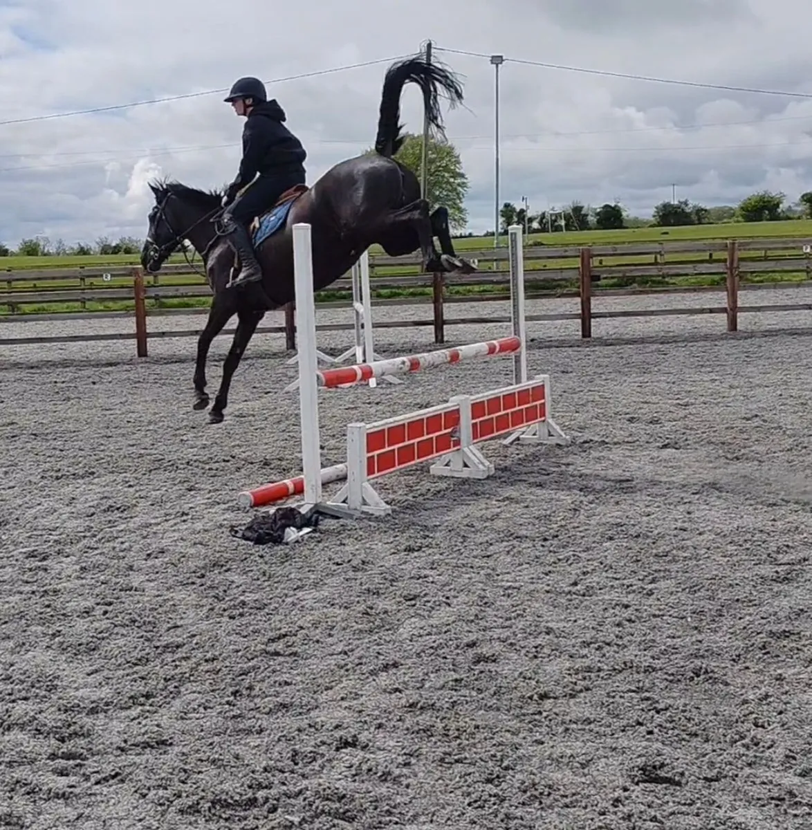Super 15.3 6yr old - Image 3