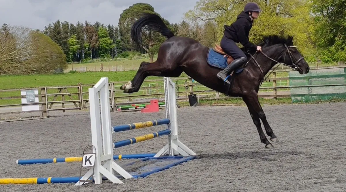 Super jumper 15.3 6yr old - Image 1