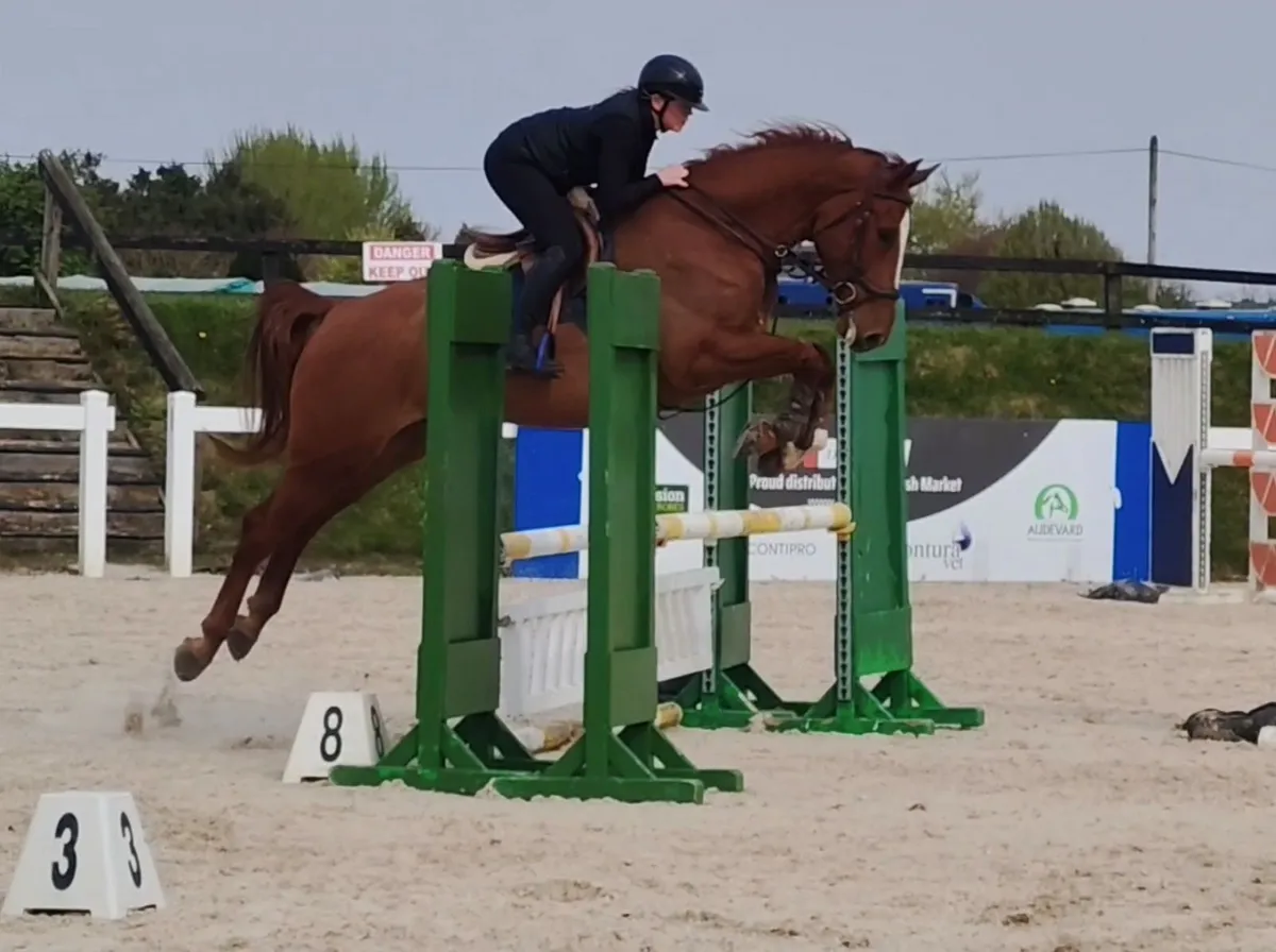 16.2 gelding super allround / amateur type - Image 2
