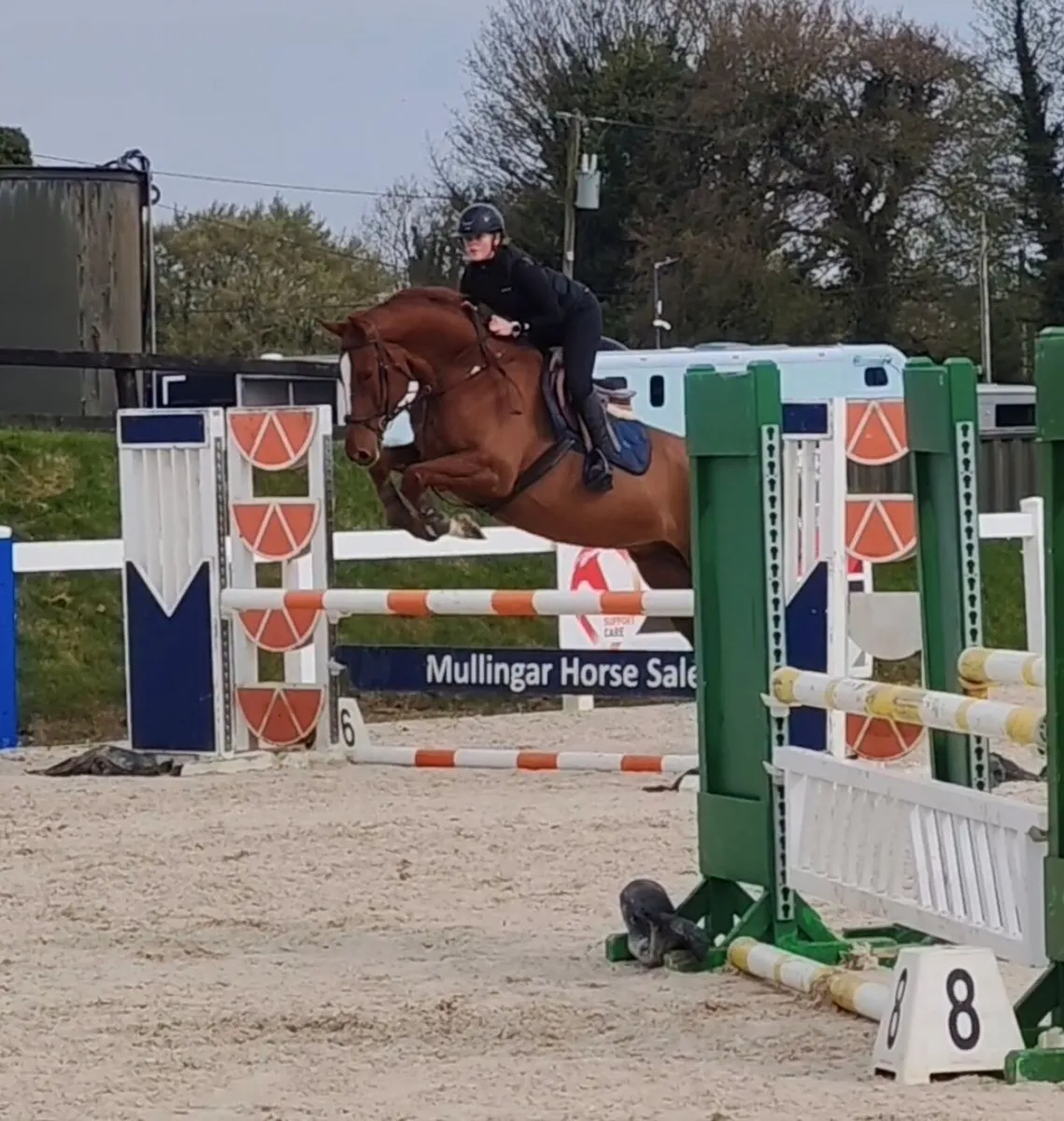 16.2 gelding super allround / amateur type - Image 3