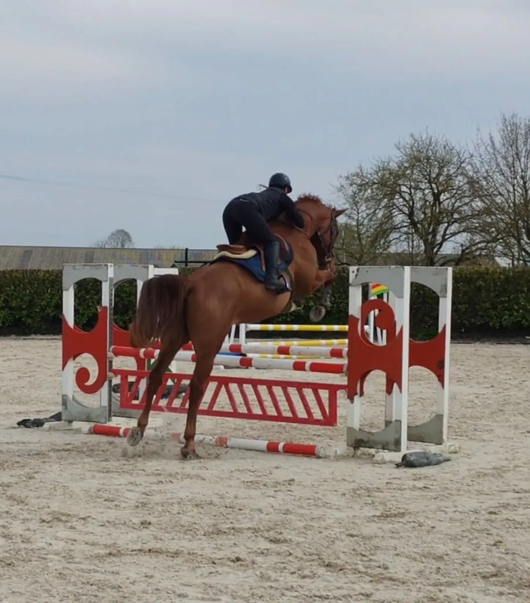 16.2 gelding super allround / amateur type - Image 1