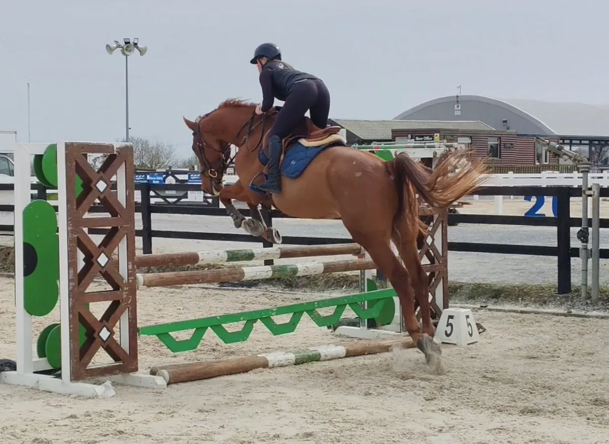 16.2 gelding super allround / amateur type - Image 4