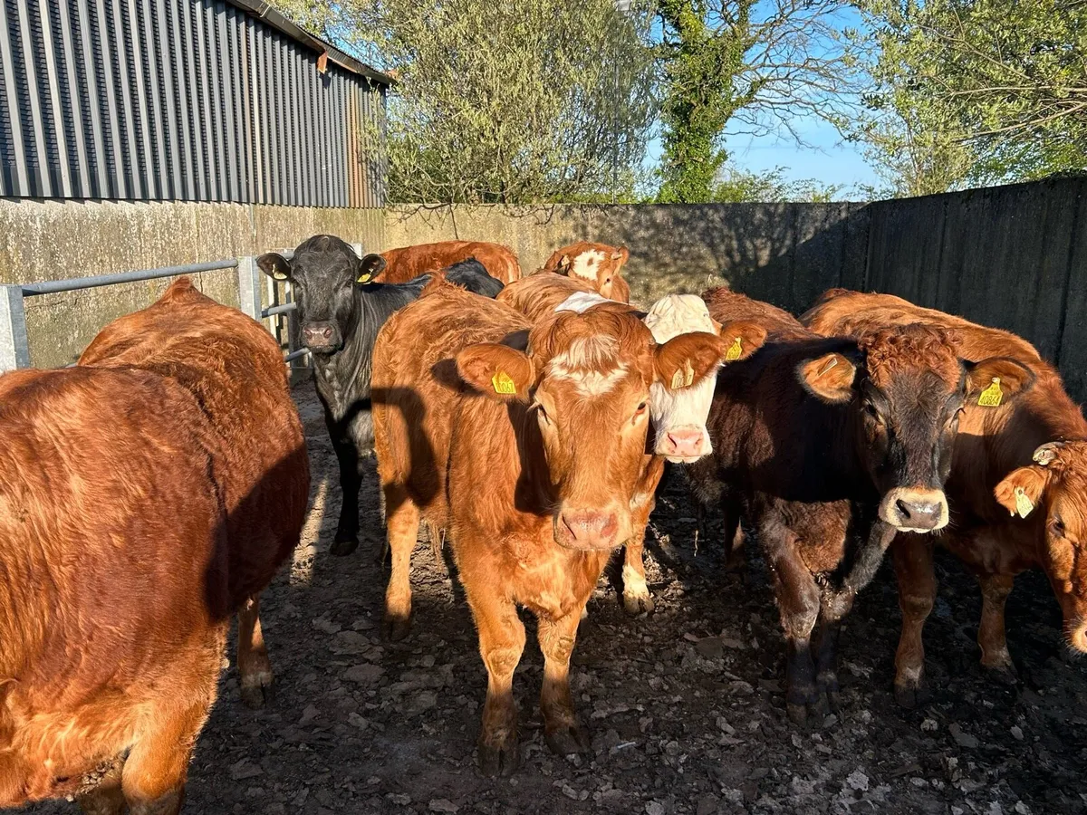 SPRINGING HEIFERS - Image 2