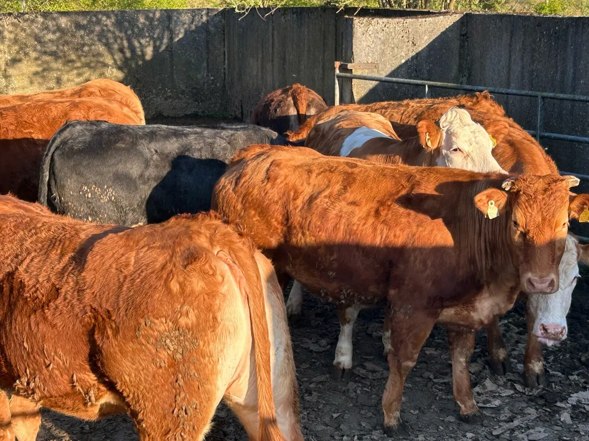 SPRINGING HEIFERS - Image 3