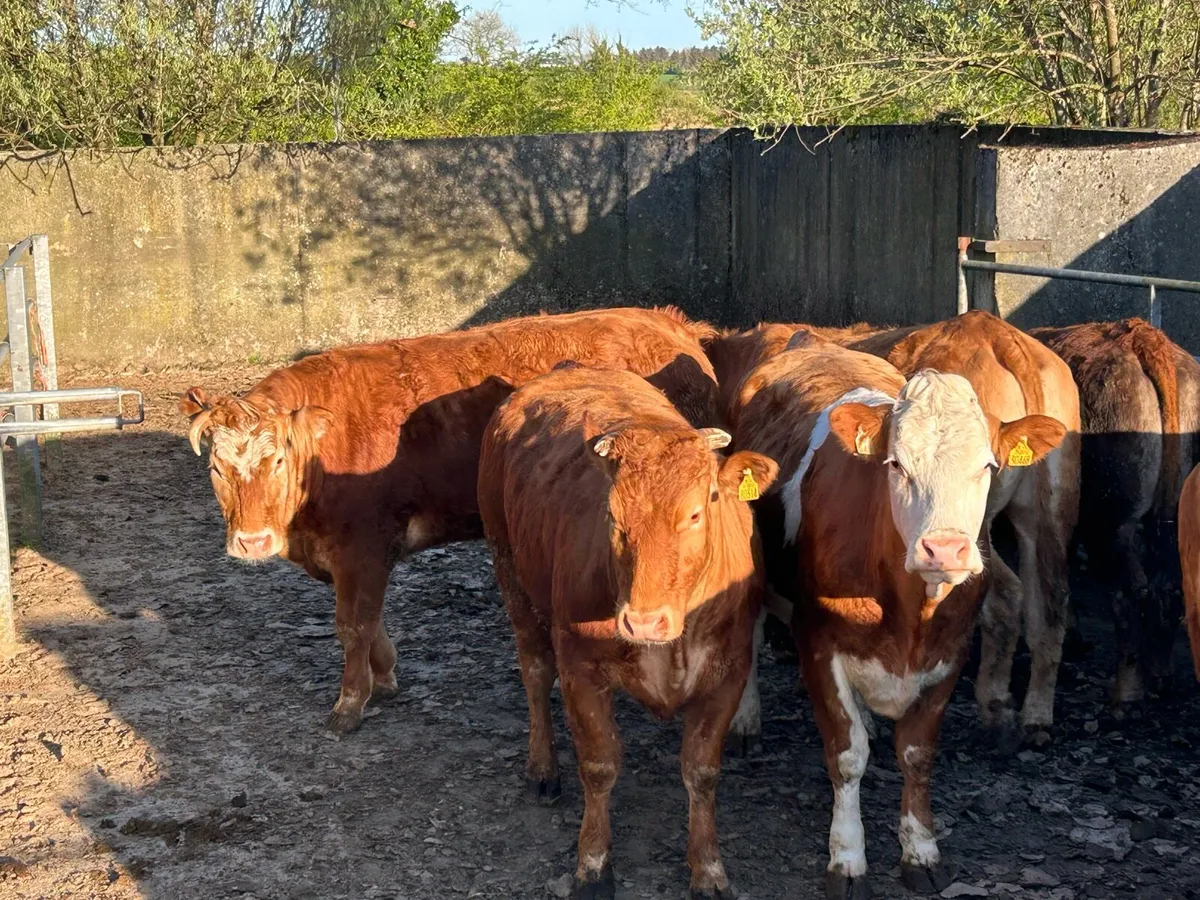 SPRINGING HEIFERS - Image 4