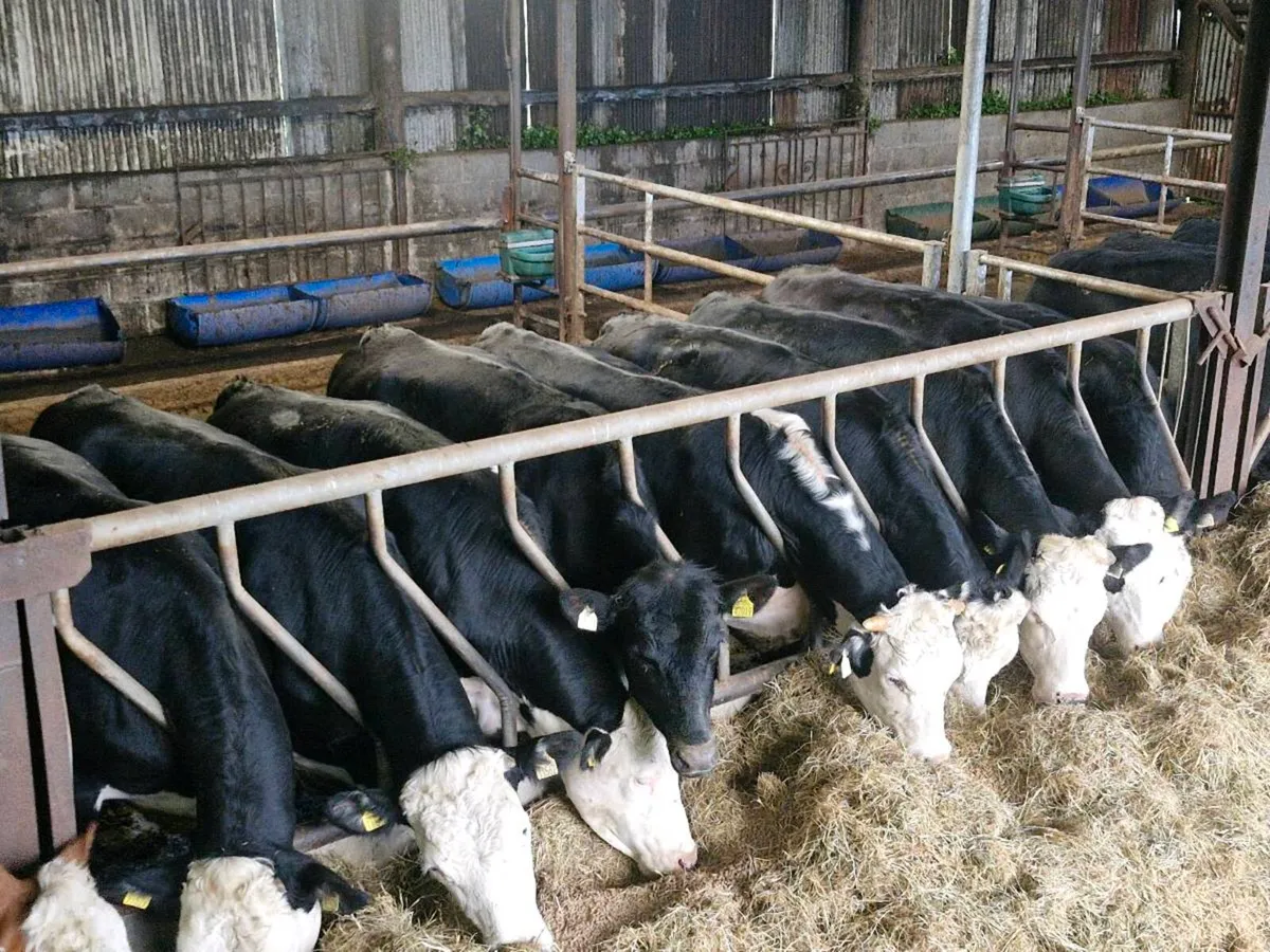 X26 Forward Store Bullocks - Image 3