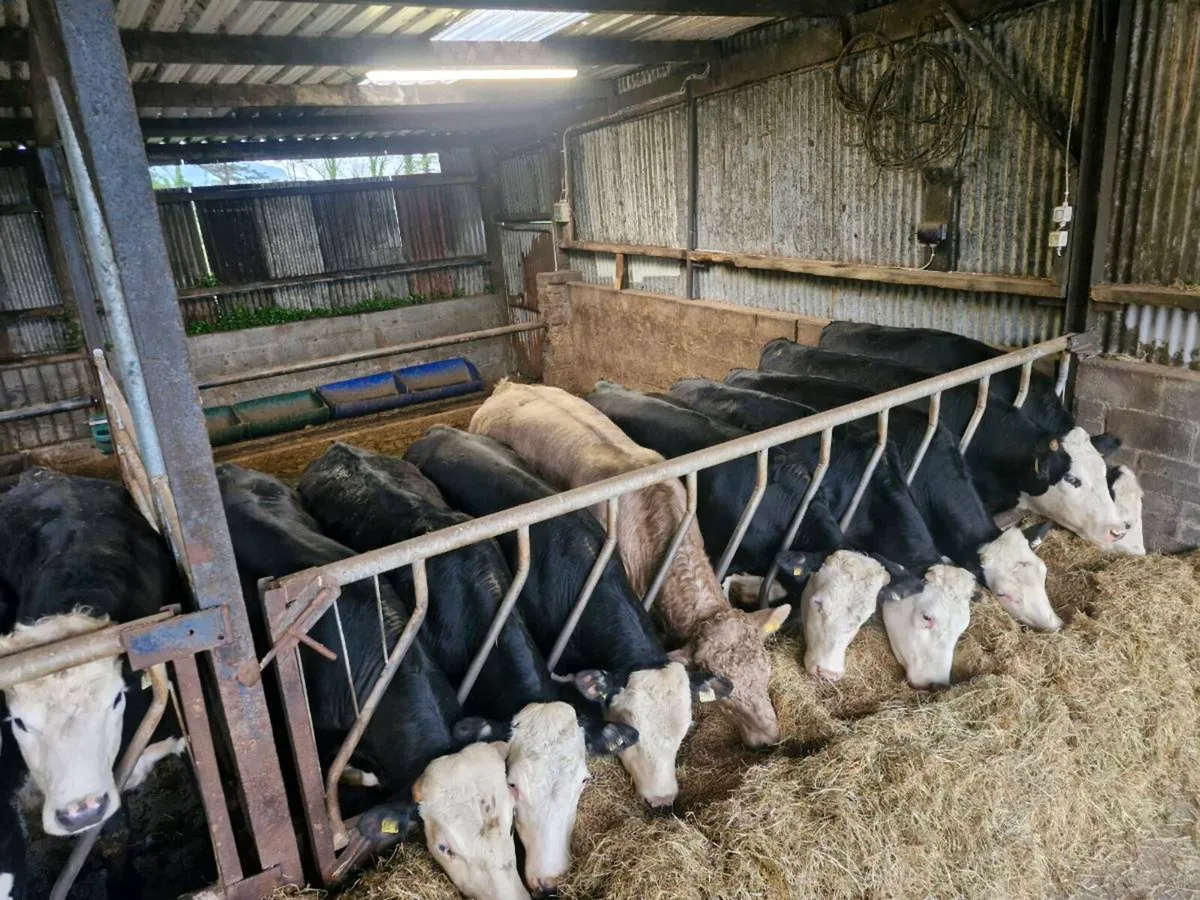 X26 Forward Store Bullocks - Image 2
