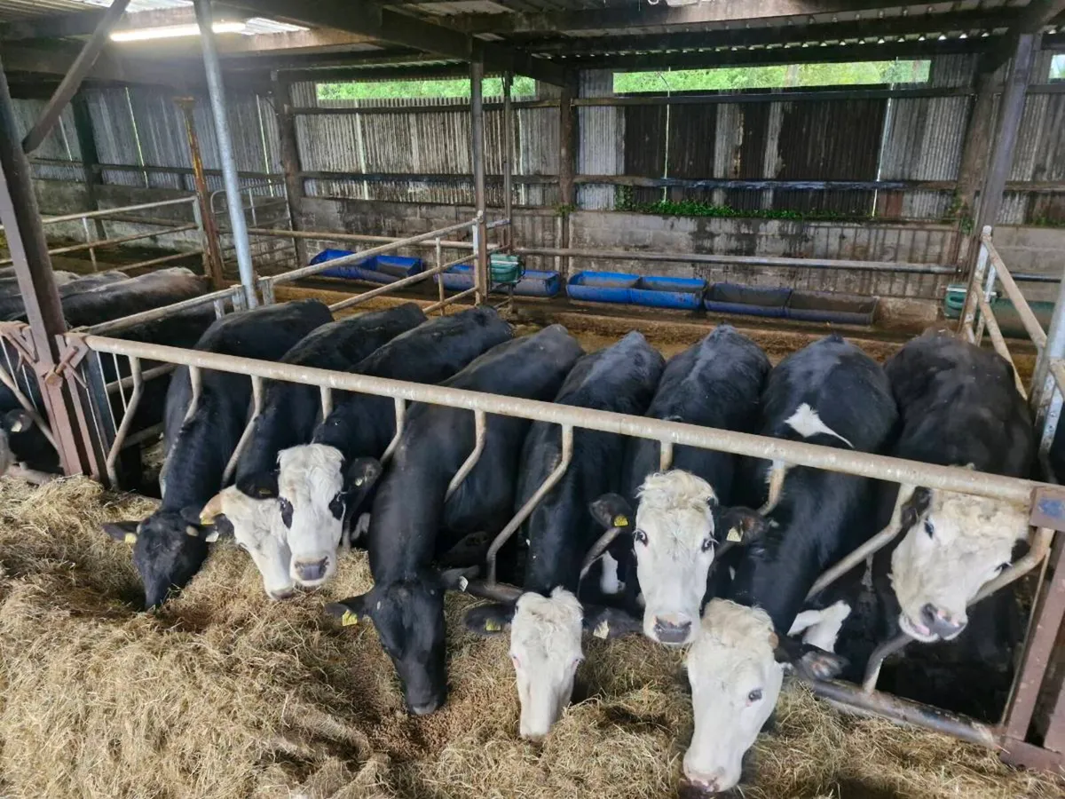 X26 Forward Store Bullocks - Image 4