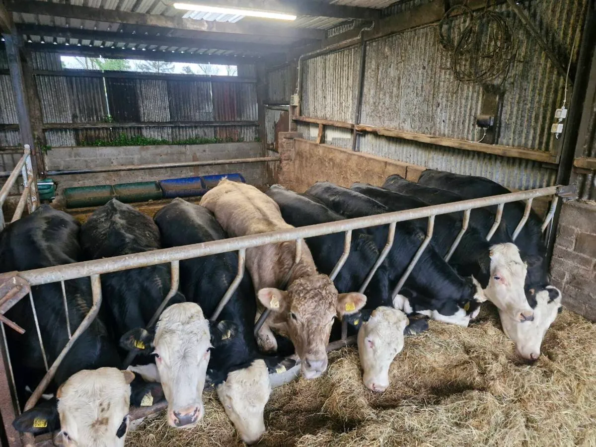 X26 Forward Store Bullocks - Image 1