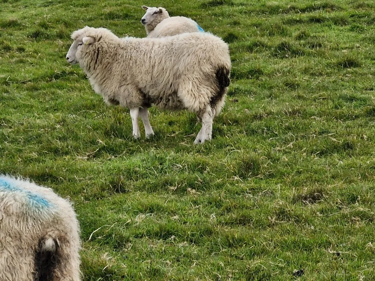Hoggets - Image 2