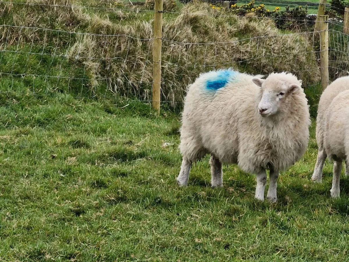 Hoggets - Image 3