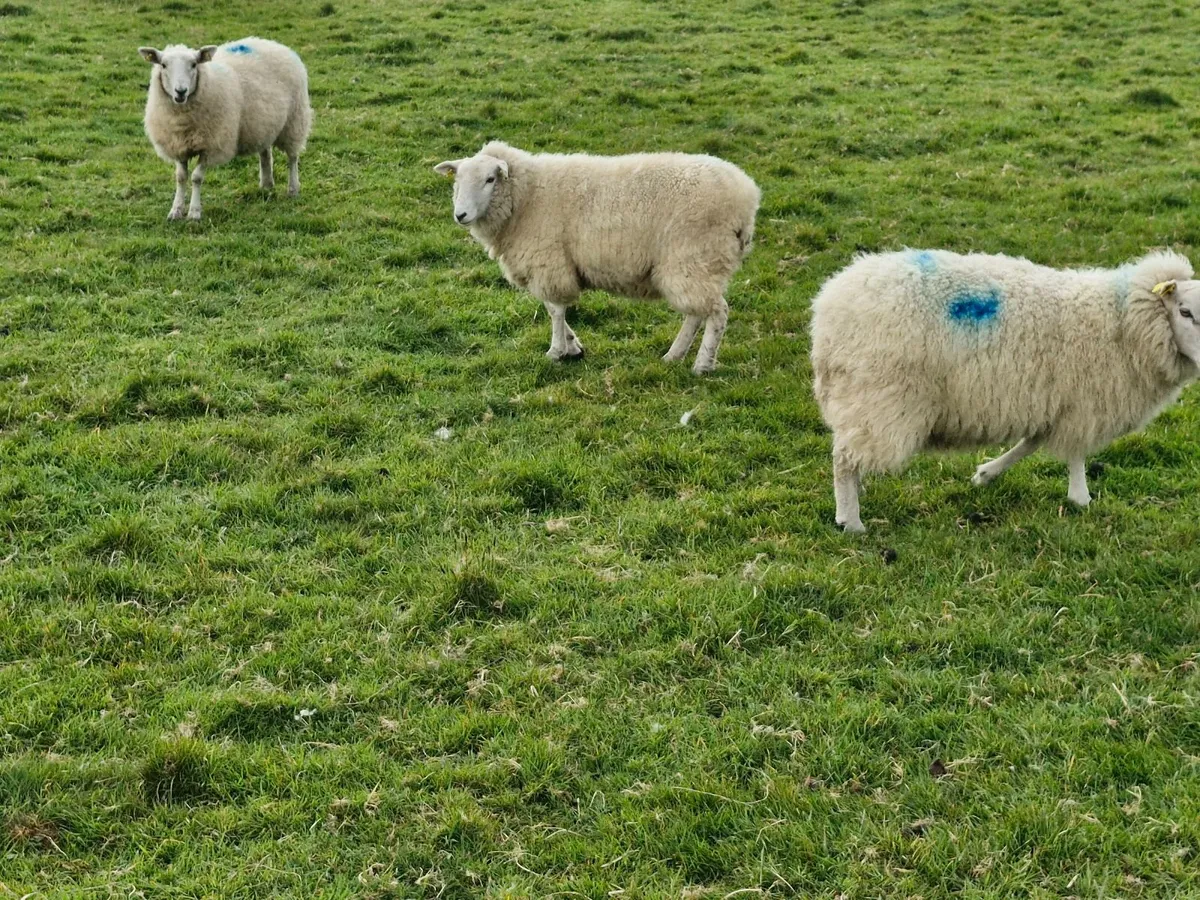 Hoggets - Image 1