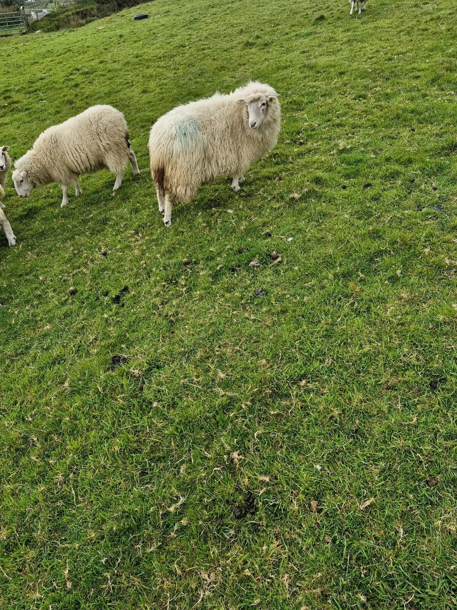 Hoggets - Image 4