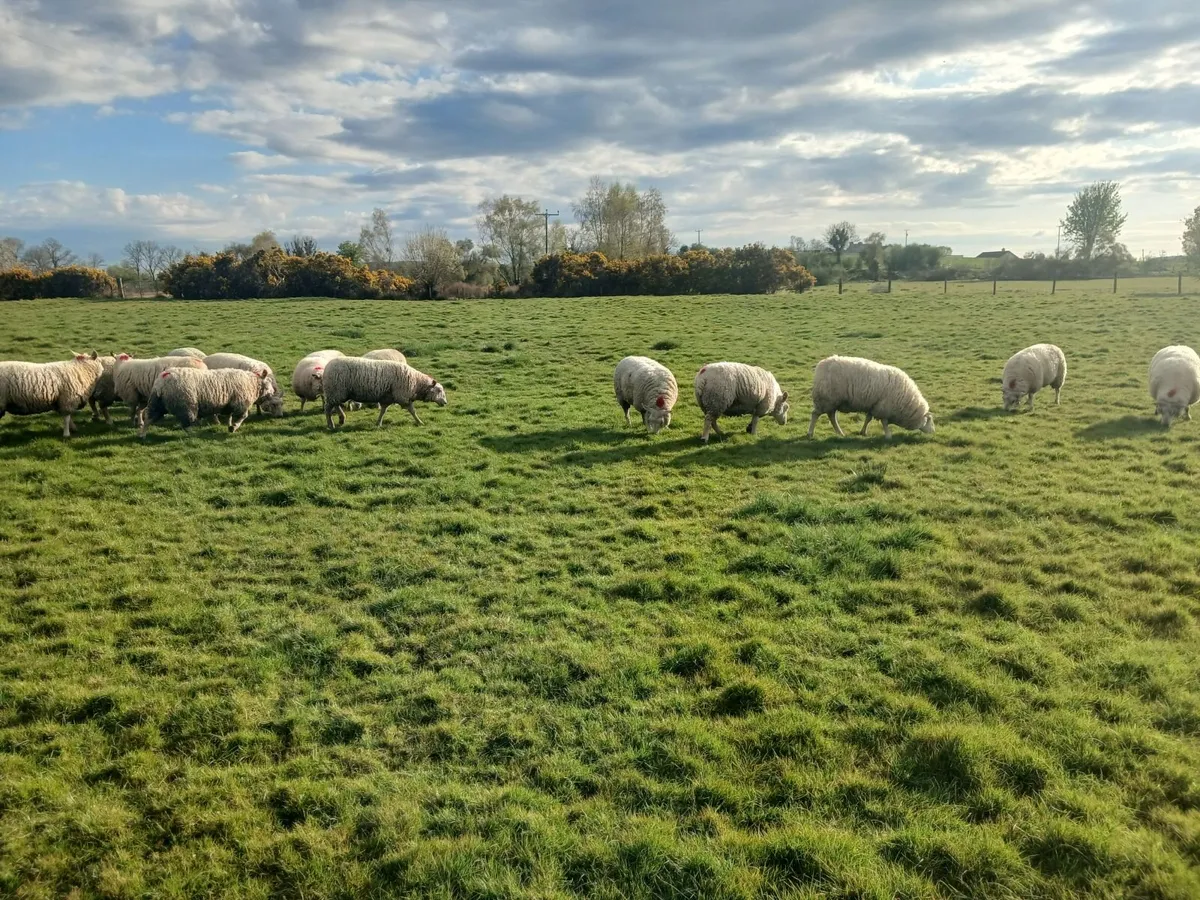 Sheep - Image 1