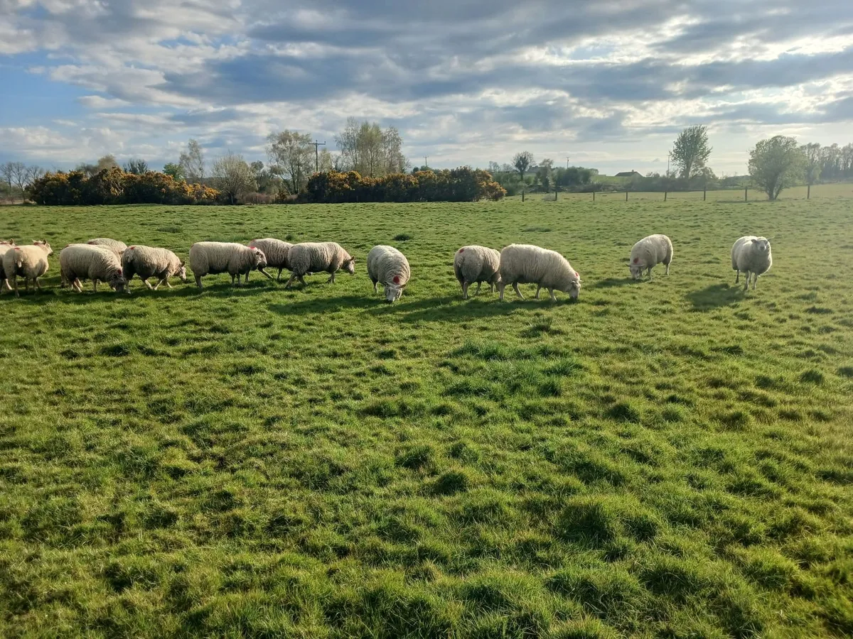 Sheep - Image 2