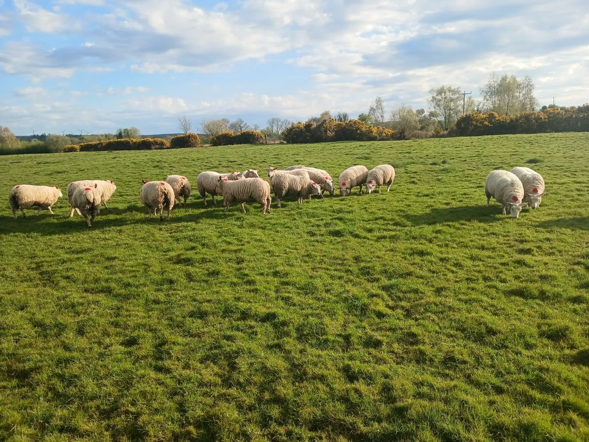 Sheep - Image 4
