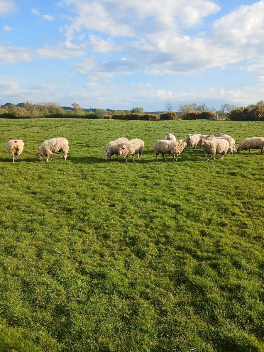 Sheep - Image 3