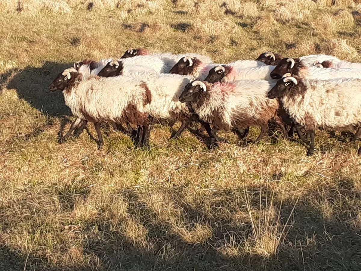 💥 💥Mayo/Connemara Blackface Mountain Hoggets💥💥 - Image 1