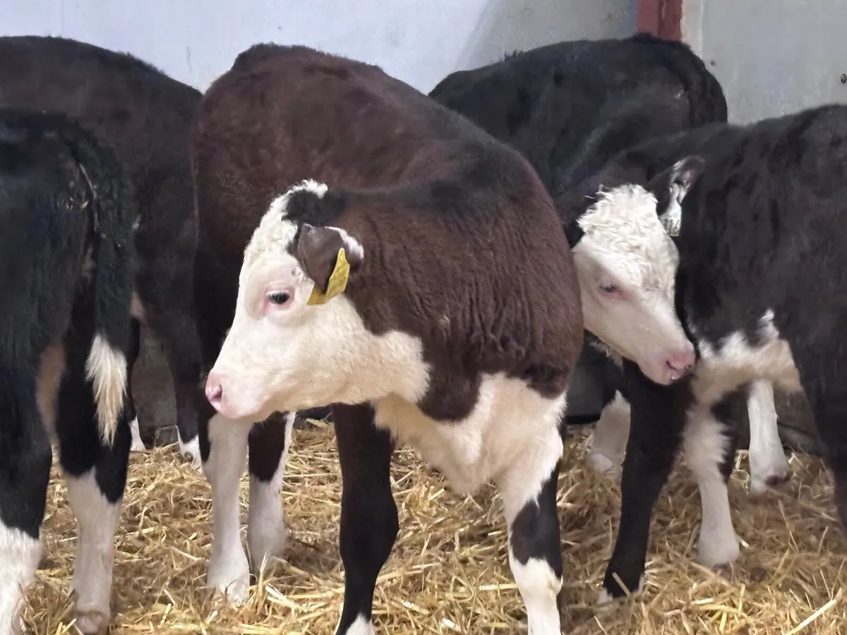 16 super grass calves for sale - Image 2