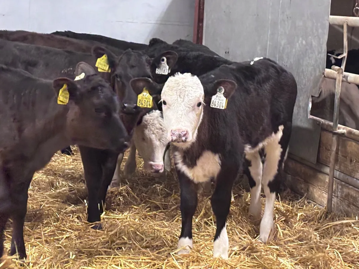 16 super grass calves for sale - Image 4