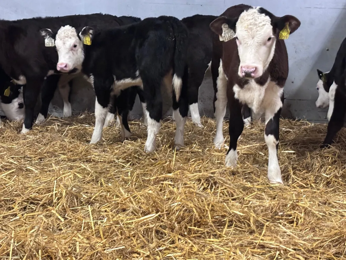 16 super grass calves for sale - Image 3
