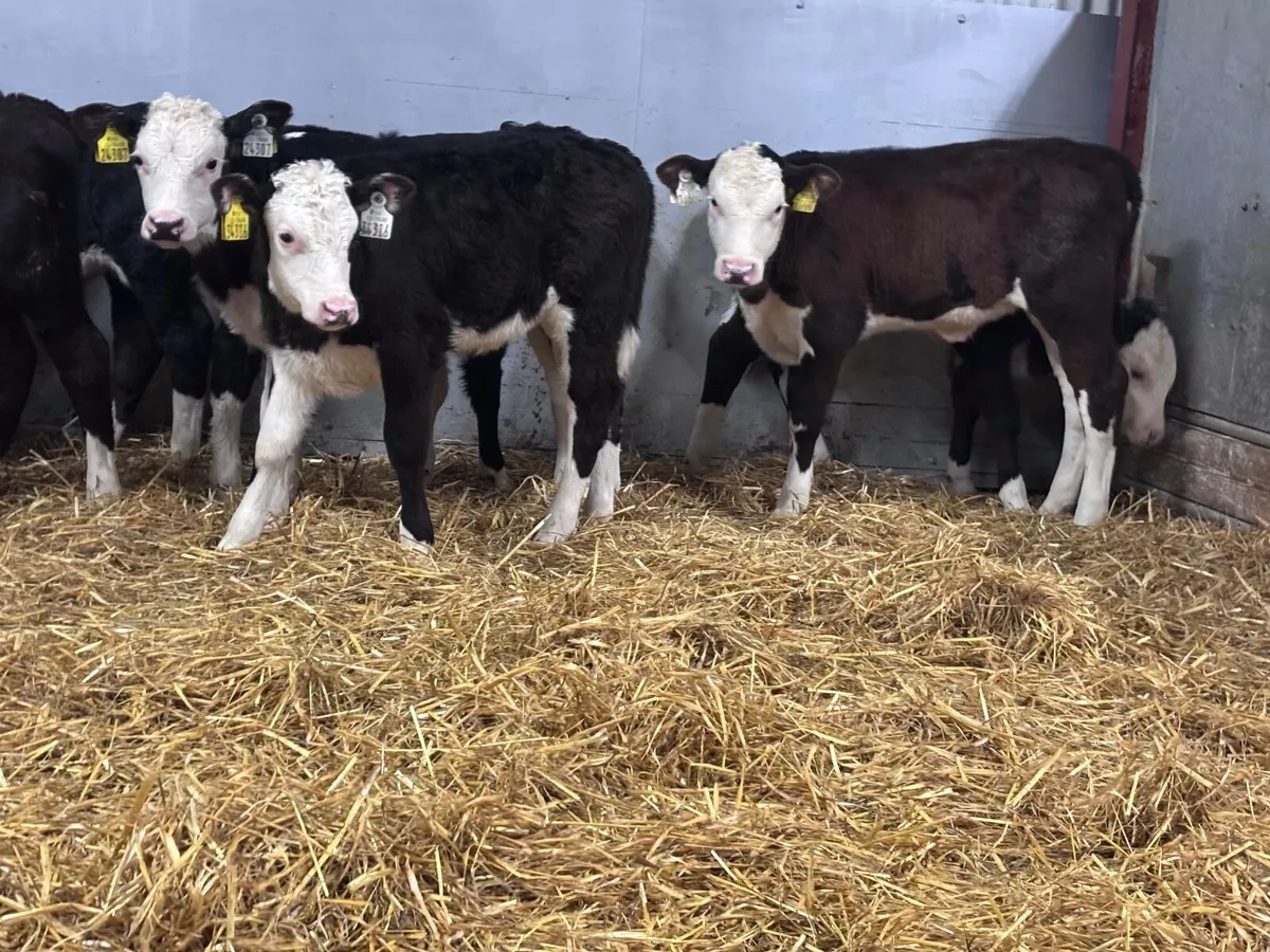 16 super grass calves for sale - Image 1