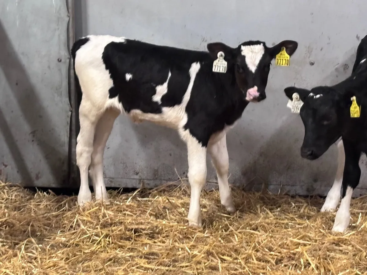 3 top quality Freisan heifer calves for sale - Image 3