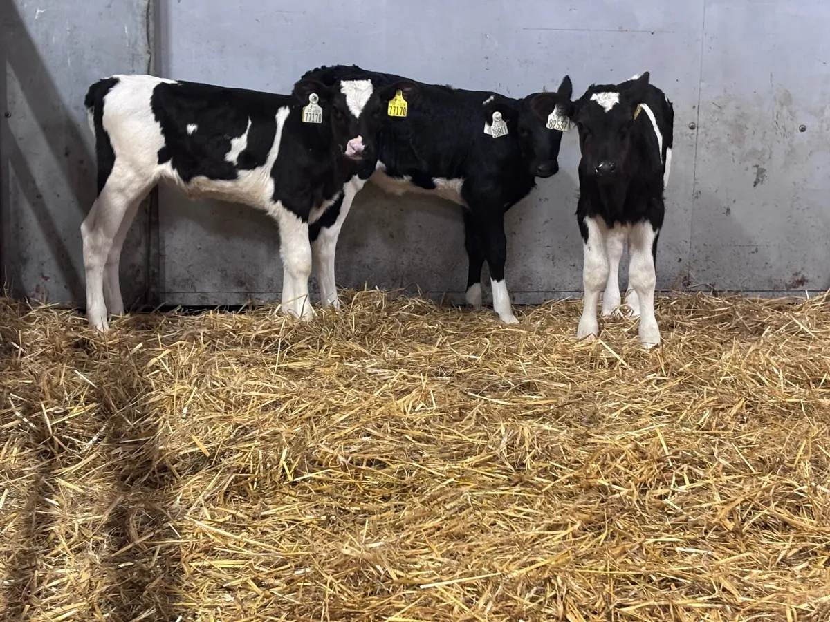 3 top quality Freisan heifer calves for sale - Image 1