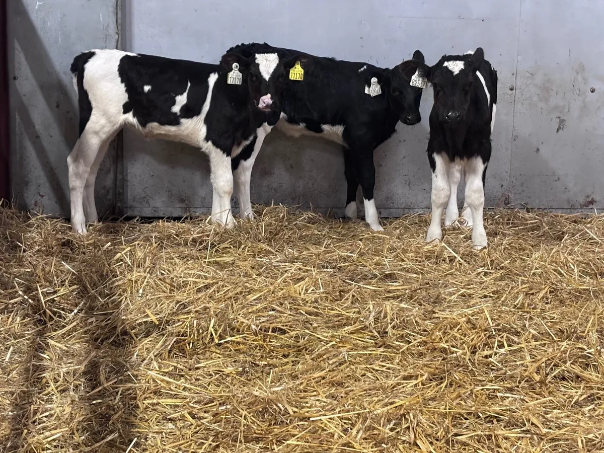 3 top quality Freisan heifer calves for sale - Image 4