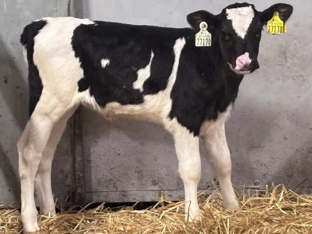 3 top quality Freisan heifer calves for sale - Image 2