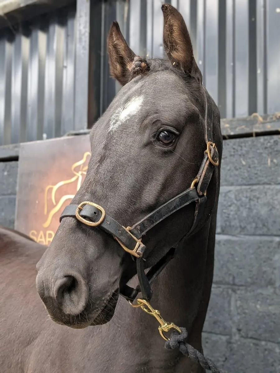 5 year old gelding, very well bred - Image 1