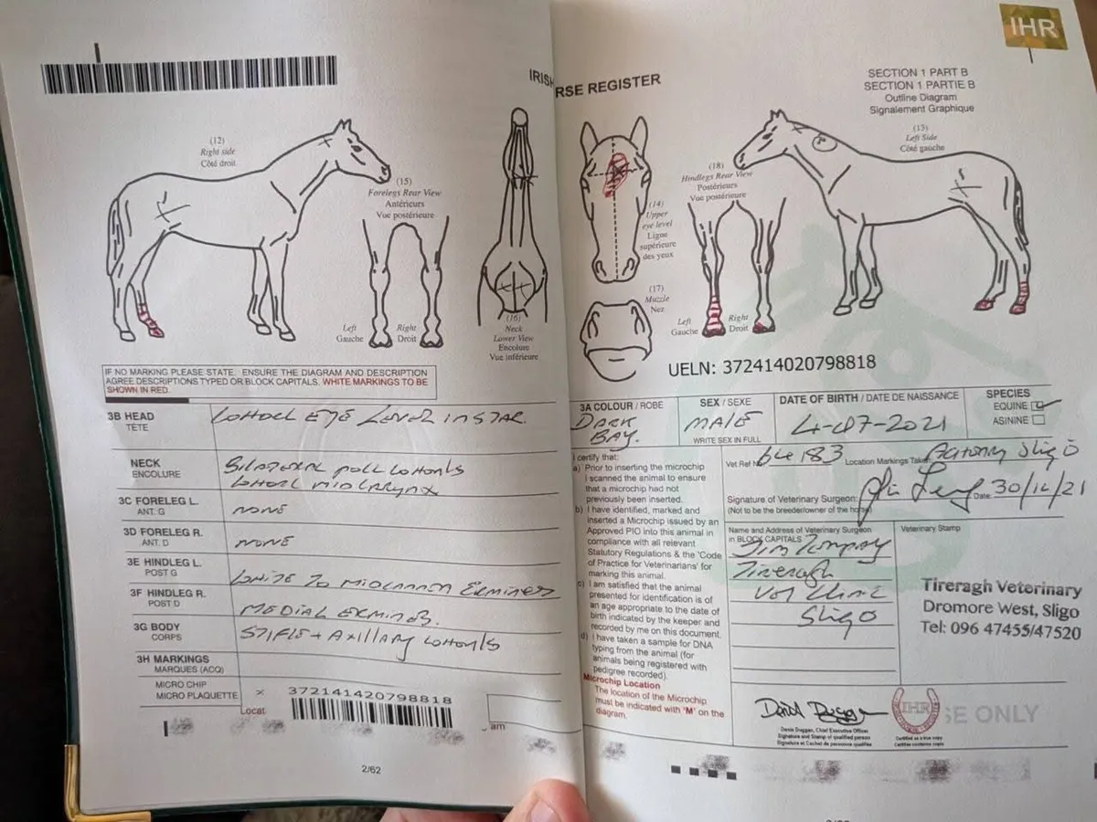 5 year old gelding, very well bred - Image 4