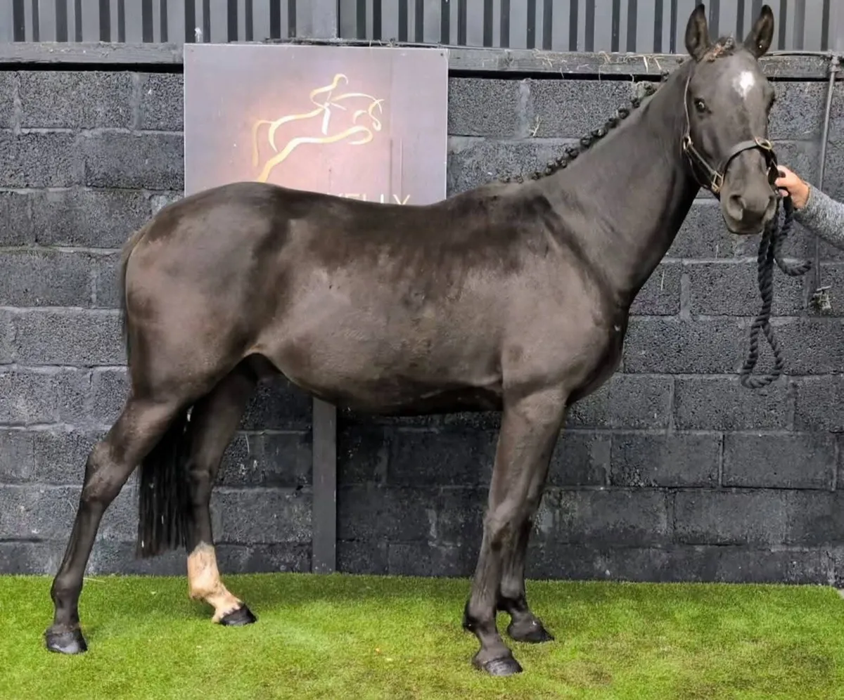 5 year old gelding, very well bred - Image 3