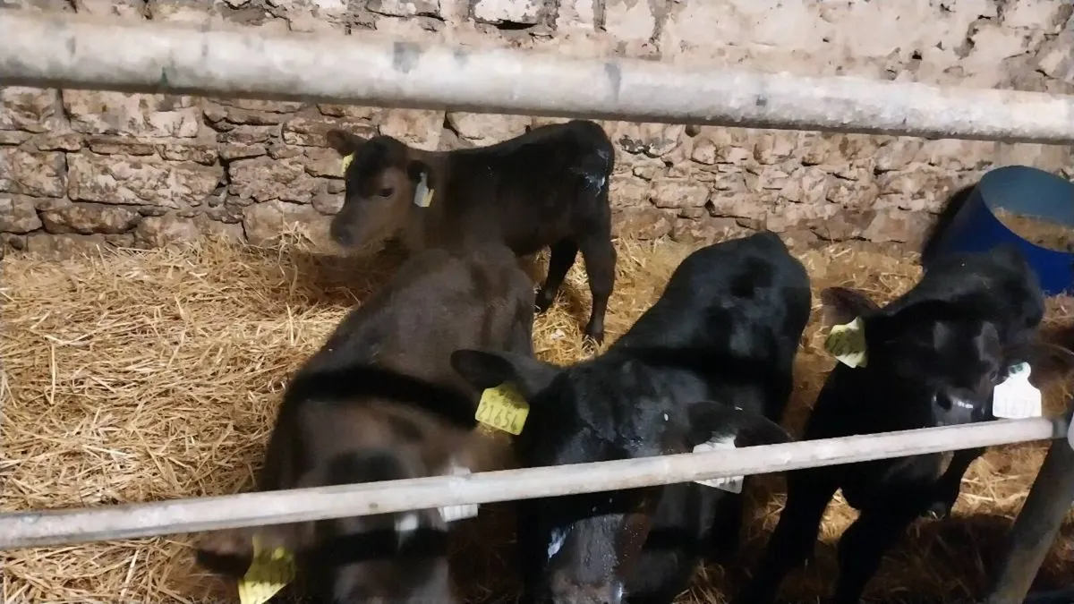 AA calves - Image 1