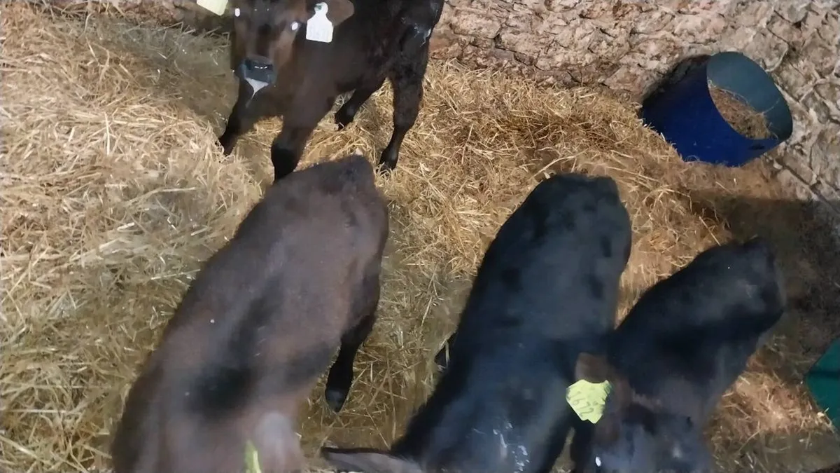 AA calves - Image 2