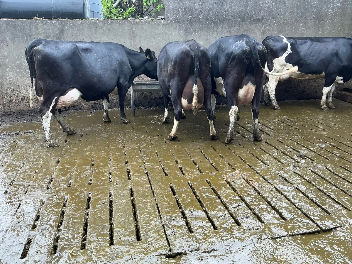 dairy cows - Image 1