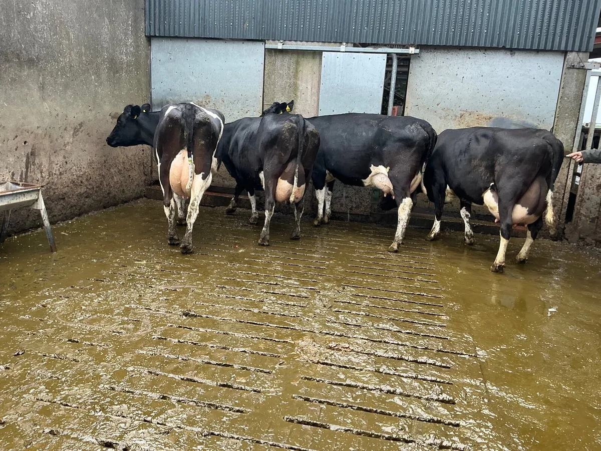 dairy cows - Image 2