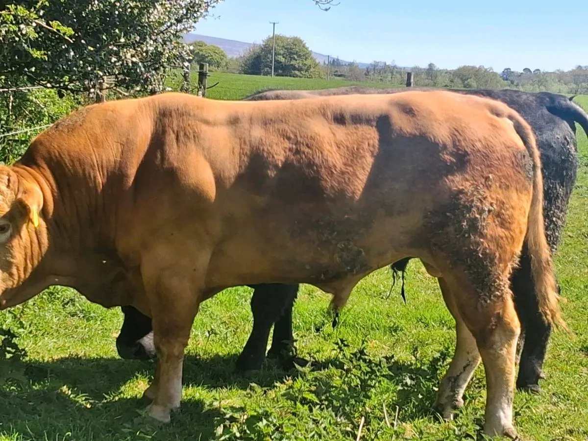 Limousin Bull - Image 2