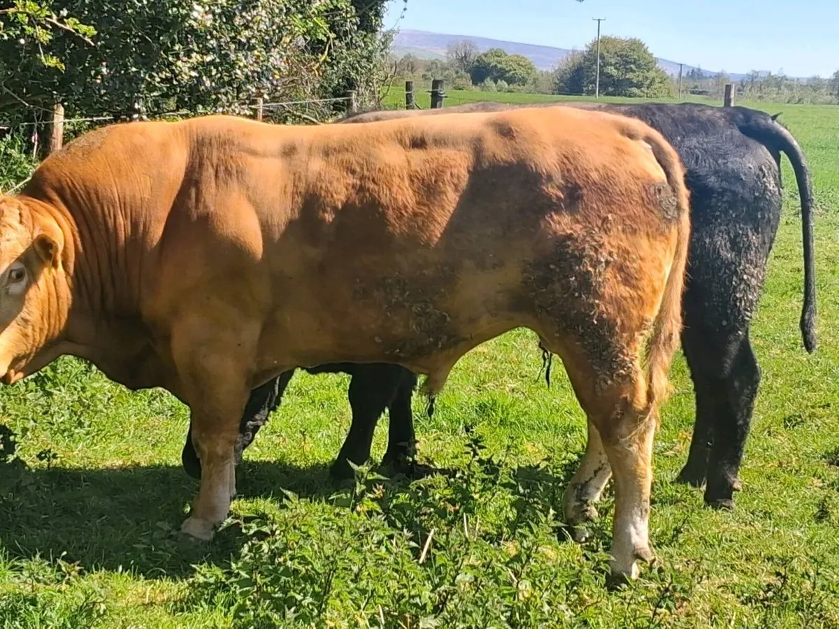 Limousin Bull - Image 3
